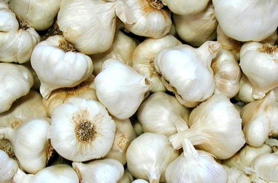 garlic